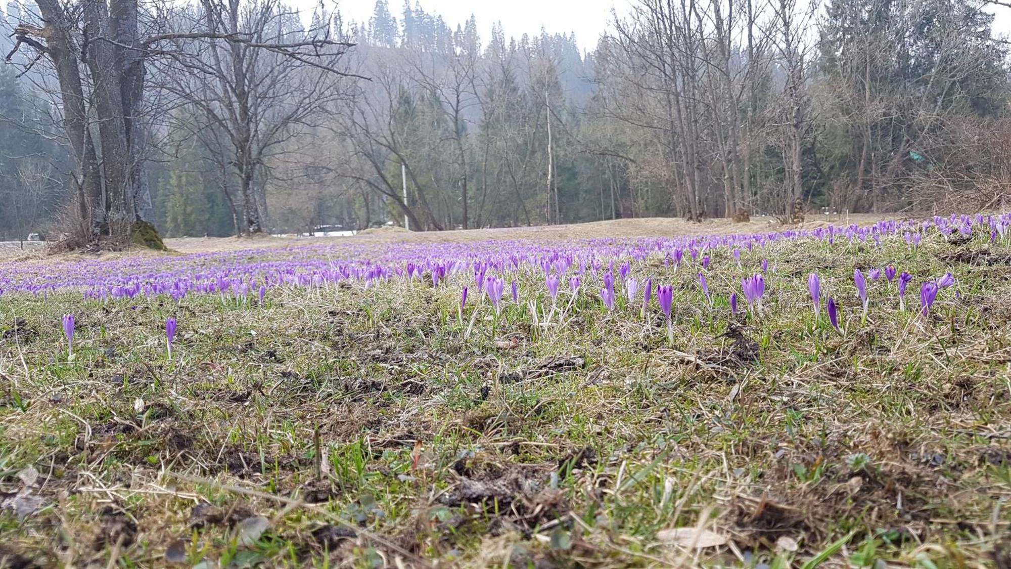 Dom Na Skraju Lasu Jurgów Dış mekan fotoğraf