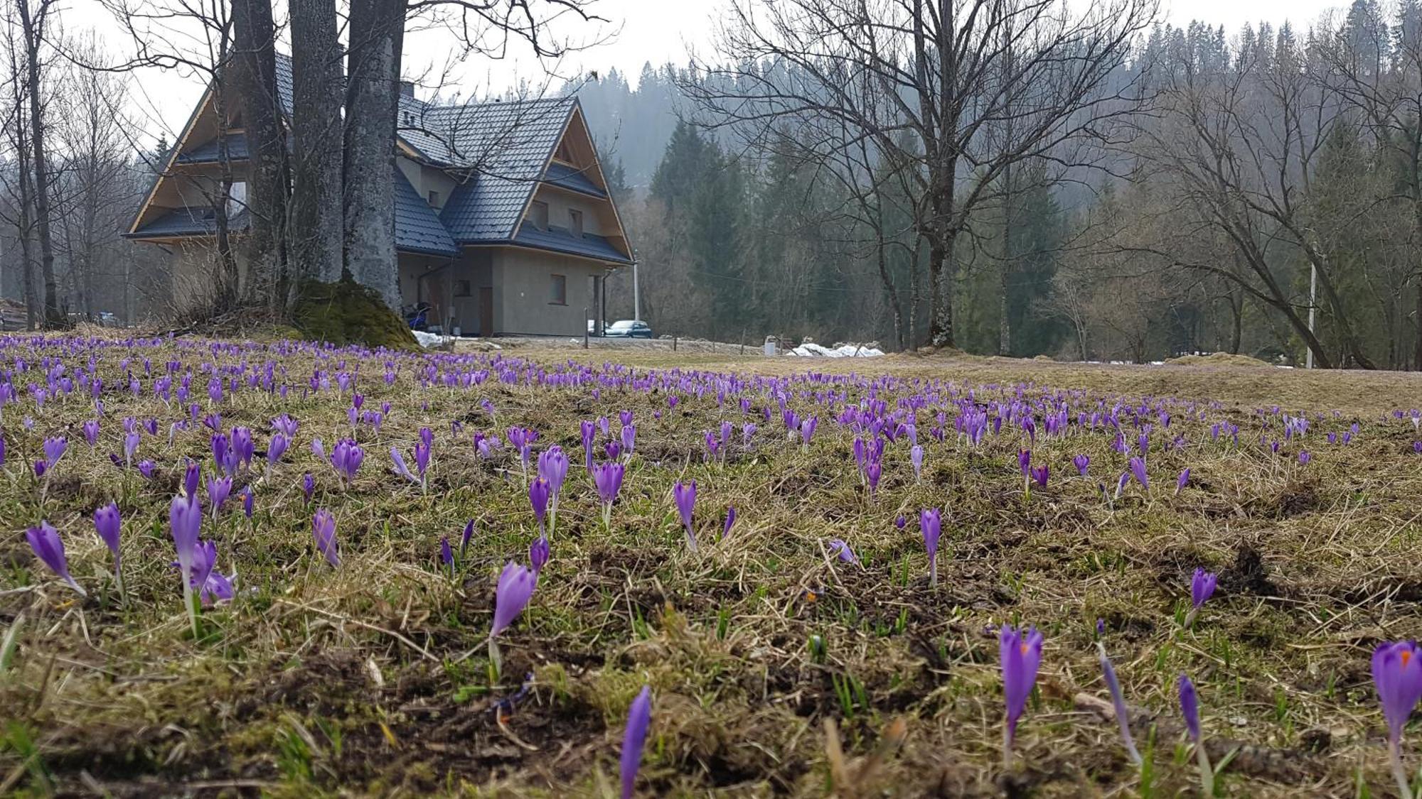 Dom Na Skraju Lasu Jurgów Dış mekan fotoğraf