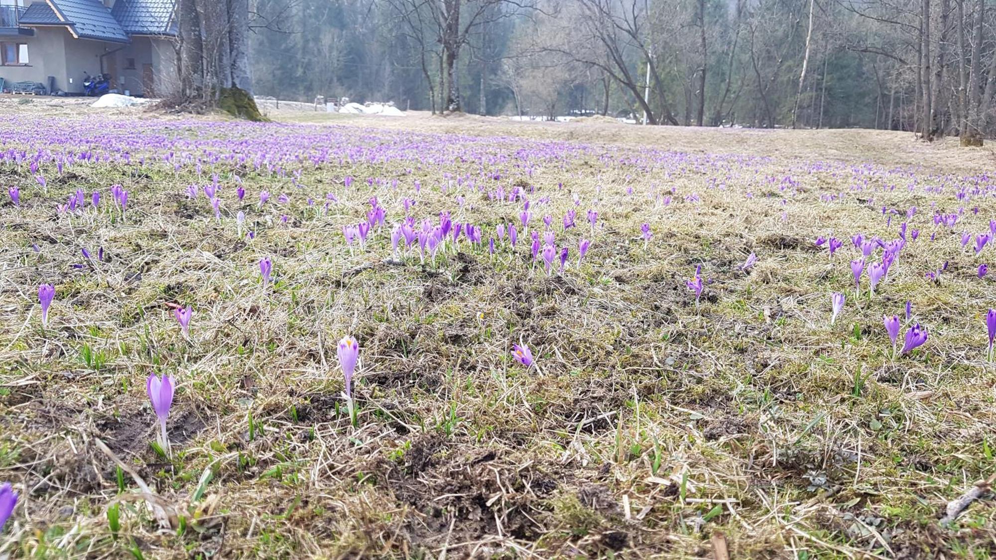 Dom Na Skraju Lasu Jurgów Dış mekan fotoğraf